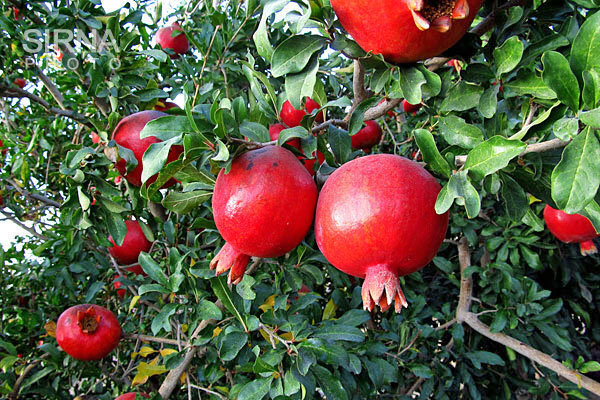 برداشت ۱۴۰۰ تن انار ارگانیک از باغات شهرستان خداآفرین