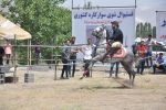 برگزاری مسابقات کشوری اسب سواری در مرند