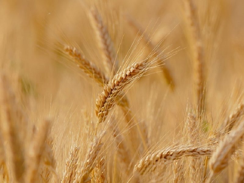 خودکفایی ایران در تولید بذر اصلاح شده گندم دیم