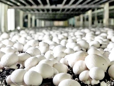 تولید سالانه ۳۵۰۰ تن قارچ خوراکی در آذربایجان‌غربی