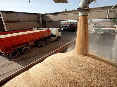 ظرفیت سازی برای خرید بیش یک میلون تُن گندم در آذربایجان غربی