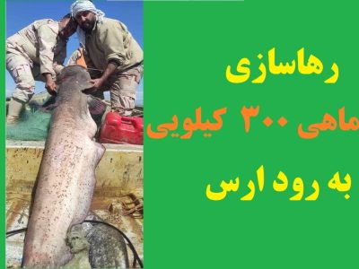 شاه ماهی ۳۰۰ کیلویی به رود ارس برگشت