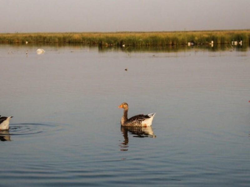 رهاسازی حقابه کامل تالاب‌های اقماری دریاچه ارومیه+فیلم