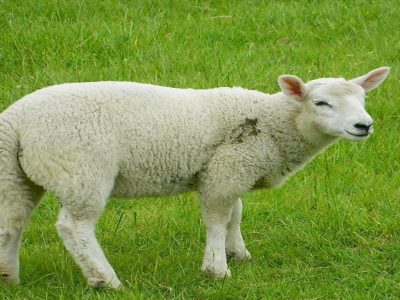 موفقیت طرح فناور تکثیر گوسفند رومن در مراغه