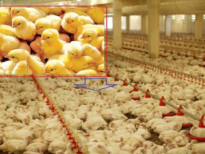 افزایش جوجه ریزی در آذربایجان غربی/کمبودی در تامین گوشت مرغ نداریم