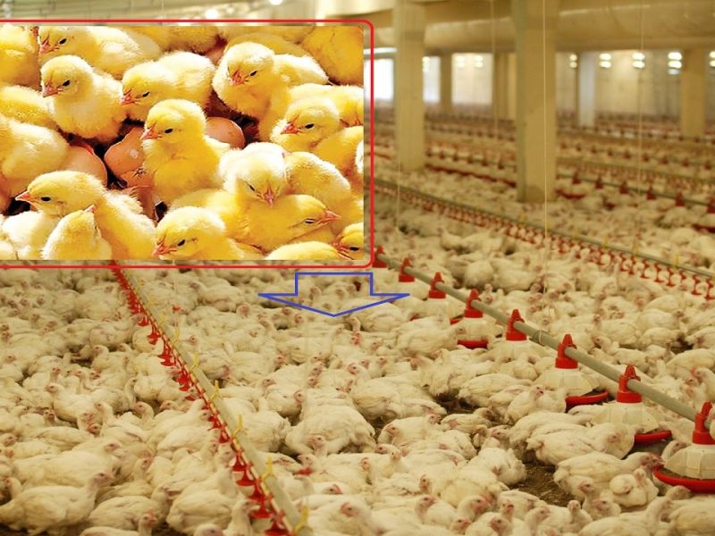 افزایش جوجه ریزی در آذربایجان غربی/کمبودی در تامین گوشت مرغ نداریم
