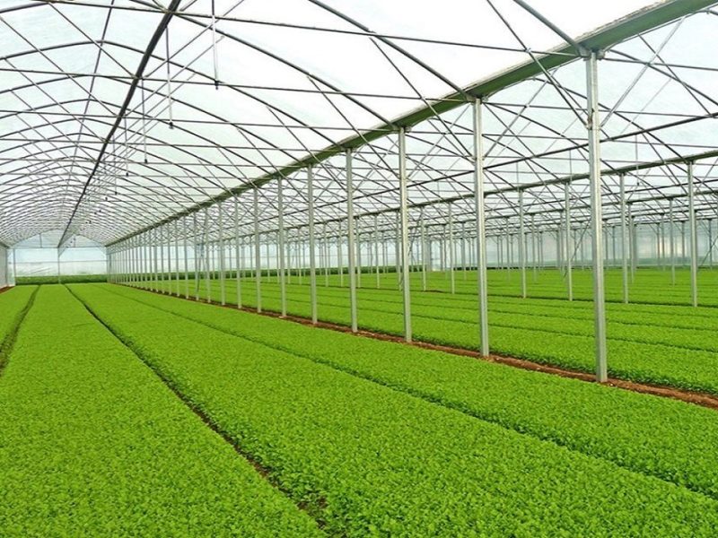 مجموع اراضی گلخانه‌ای آذربایجان شرقی به ۸۰۰ هکتار خواهد رسید