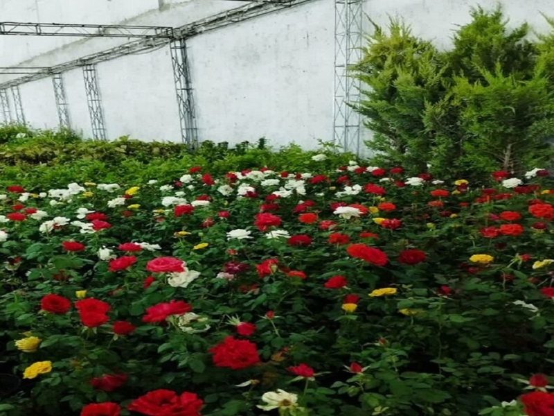 تولید ۱۰ هزار گلدان گل و گیاه زینتی در مراغه