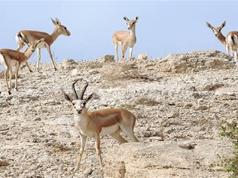 محیط زیست کشور به هفت هزار و ۸۰۰ محیط بان نیاز دارد
