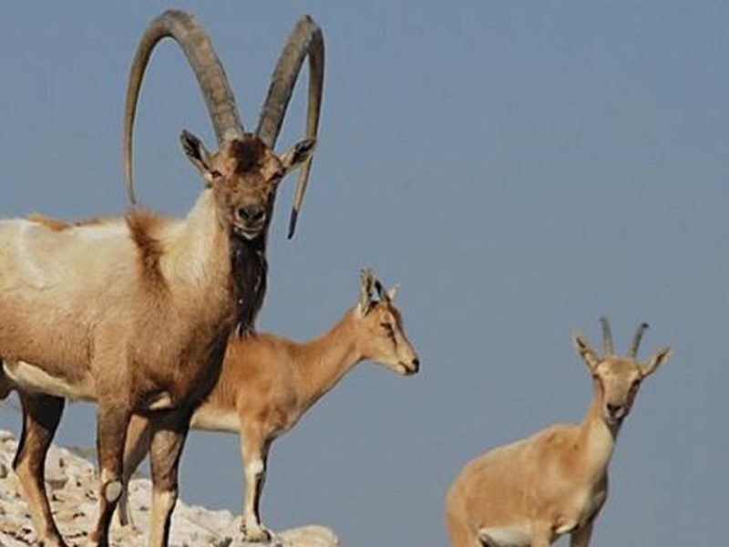 مشاهده شدن گونه ارزشمند کل و بز وحشی در هوراند