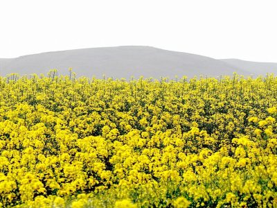 برداشت کلزا از مزارع آذربایجان‌غربی آغاز شد