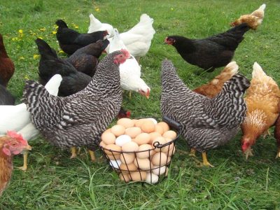 آغاز اجرای زنجیره ارزش پرورش مرغ بومی در آذربایجان غربی
