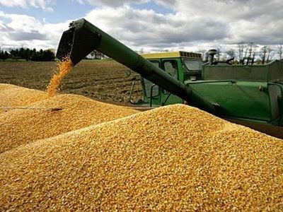 خرید ۳۴۶ هزار تن گندم از کشاورزان آذربایجان غربی