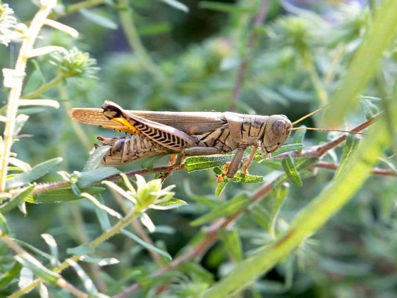 مبارزه با آفت ملخ بومی در مزارع آذربایجان‌غربی