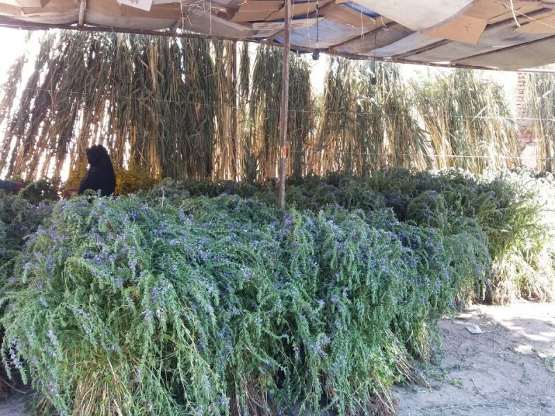 برداشت بادرشبو در آذربایجان غربی