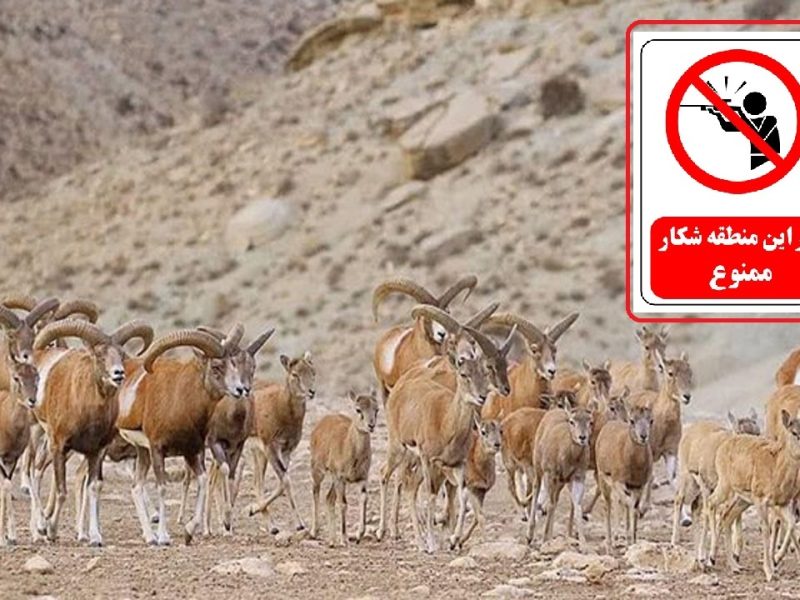 شکار ممنوع