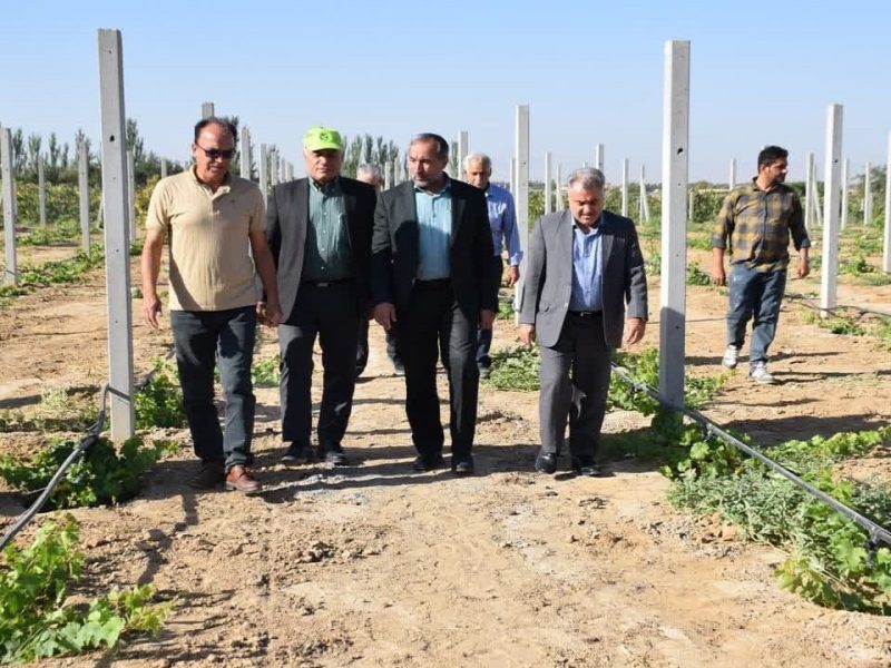 افزایش ۶۴ درصدی تولید انگور در میاندوآب
