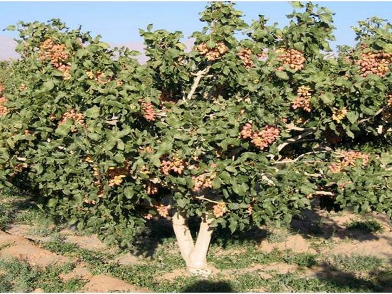 جایگزینی پسته با محصولات پرآب‌بر در آذربایجان غربی