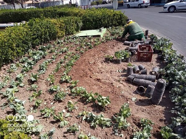 کاشت ۵۰ هزار بوته گل فصلی در معابر و بوستان‌های منطقه ۸