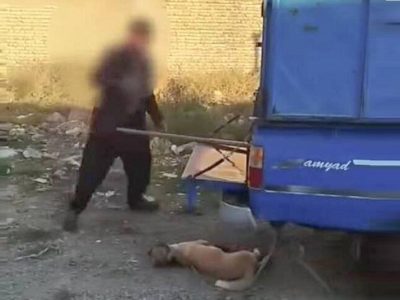 دستگیری حیوان آزار در ارومیه
