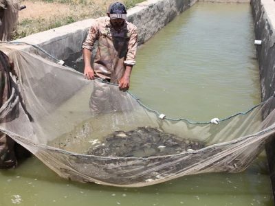 آغاز صید ماهی از منابع آبی آذربایجان غربی