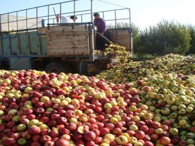 خرید  ۲۵۰ هزار تن سیب صنعتی از کشاورزان آذربایجان غربی