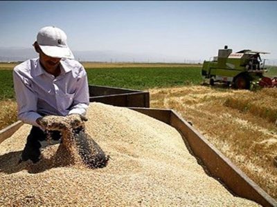 پرداخت ۷۰ درصد از مطالبات گندمکاران آذربایجان غربی