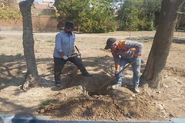 آغاز عملیات چالکود درختان در سطح شهر تبریز