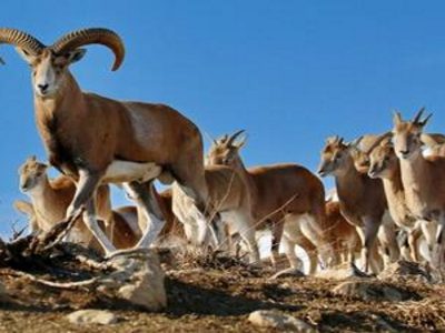 تشدید پایش از زیستگاه‌های قوچ و میش در آذربایجان‌غربی