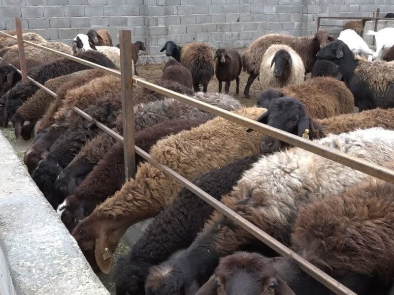 دامپزشک خویی با فناوری‌های جدید چند قلوزایی را ۶ برابر کرد