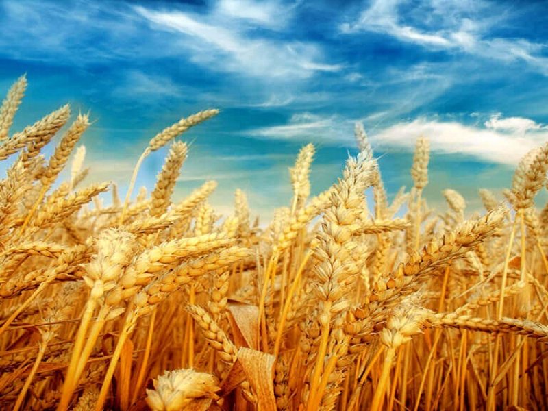 پرداخت ۱۲۰ هزار میلیارد ریال از مطالبات گندمکاران آذربایجان‌غربی