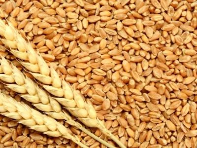 جلوگیری از توزیع خارج از شبکه ۷۰۰ تن گندم یارانه‌ای در آذربایجان غربی