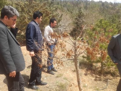 نظارت مستمر کارشناسی از اجرای طرح درختکاری ها و پوشش گیاهی تفرجگاه عینالی