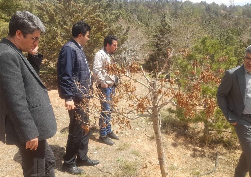نظارت مستمر کارشناسی از اجرای طرح درختکاری ها و پوشش گیاهی تفرجگاه عینالی