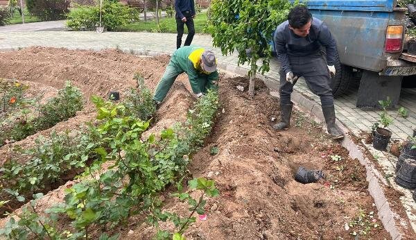 کاشت ۲۰ هزار بوته گل رز در سطح جنوب غرب تبریز