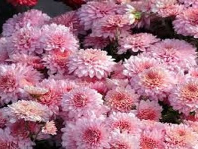 سربرداری گل‌های داوودی در سطح شهر آغاز شد
