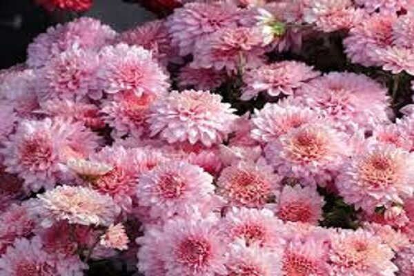 سربرداری گل‌های داوودی در سطح شهر آغاز شد