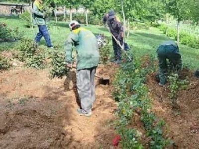 کاشت ۴۸ هزار بوته گل رز و زرشک  در سطح جنوب غرب تبریز