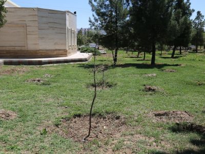 طرح تبدیل محوطه سازمان مدیریت حمل و نقل بار به باغ میوه وارد فاز مطالعاتی شد