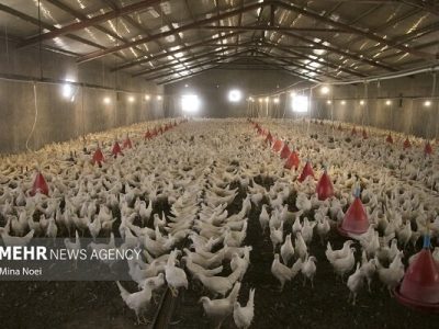 مشکلی در تأمین گوشت مرغ در آذربایجان شرقی وجود ندارد