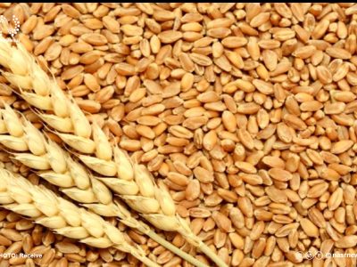 ۲۶ تن گندم قاچاق در هشترود کشف شد