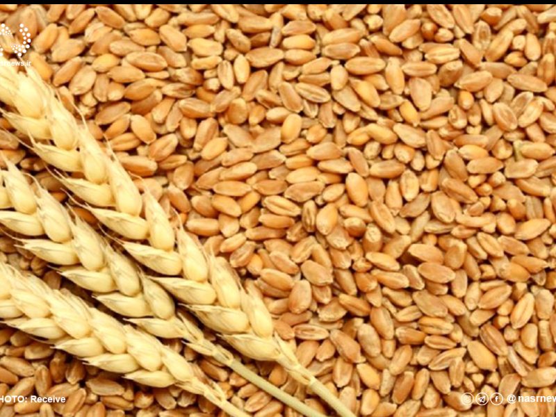 ۲۶ تن گندم قاچاق در هشترود کشف شد